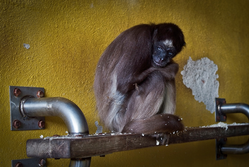 Barcelona Zoo - Animal Equality Investigation