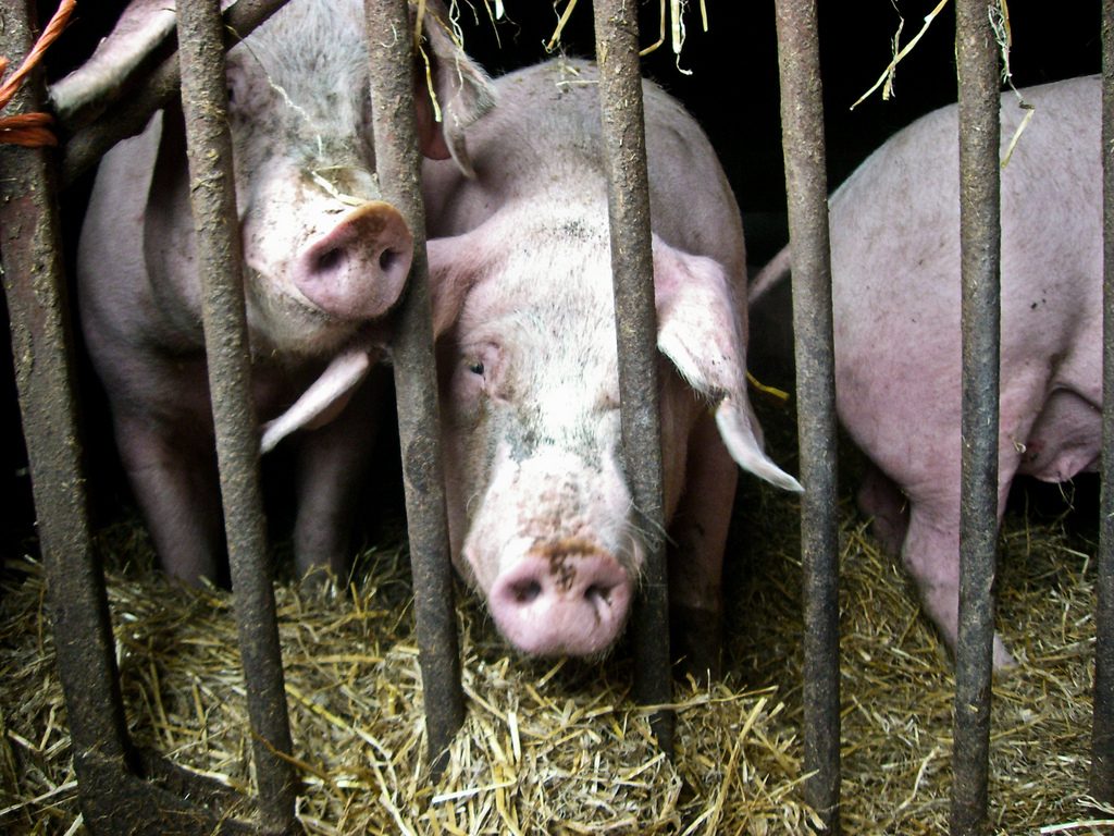 Harling Pig Farm - Animal Equality