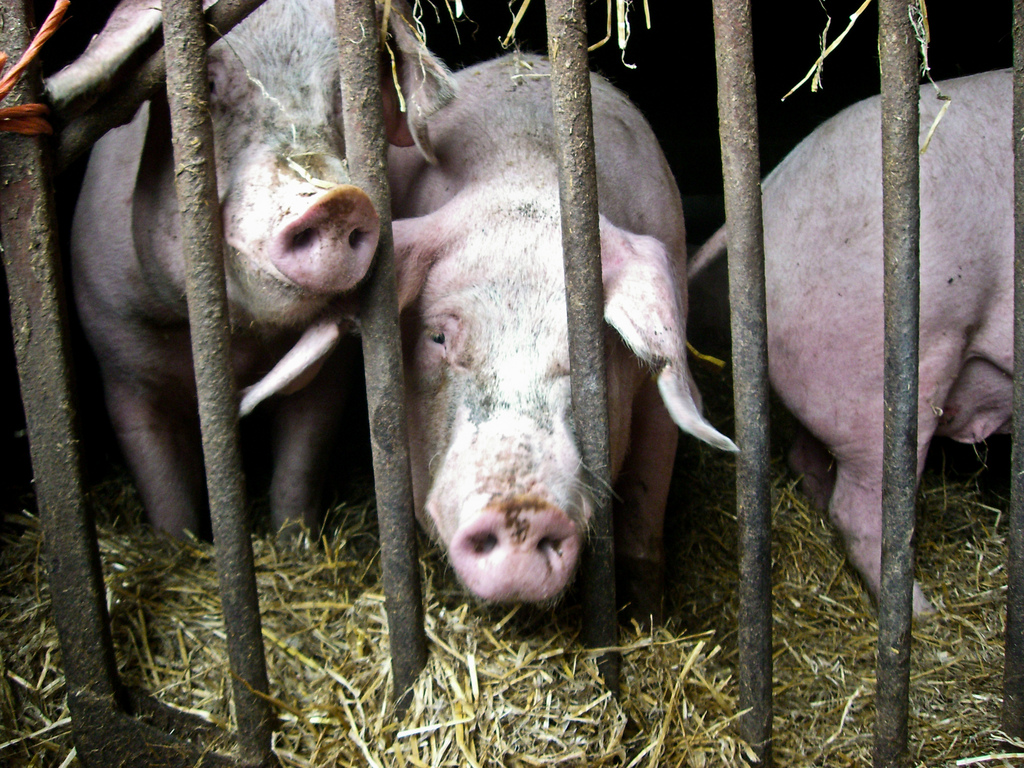 Harling Pig Farm - Animal Equality