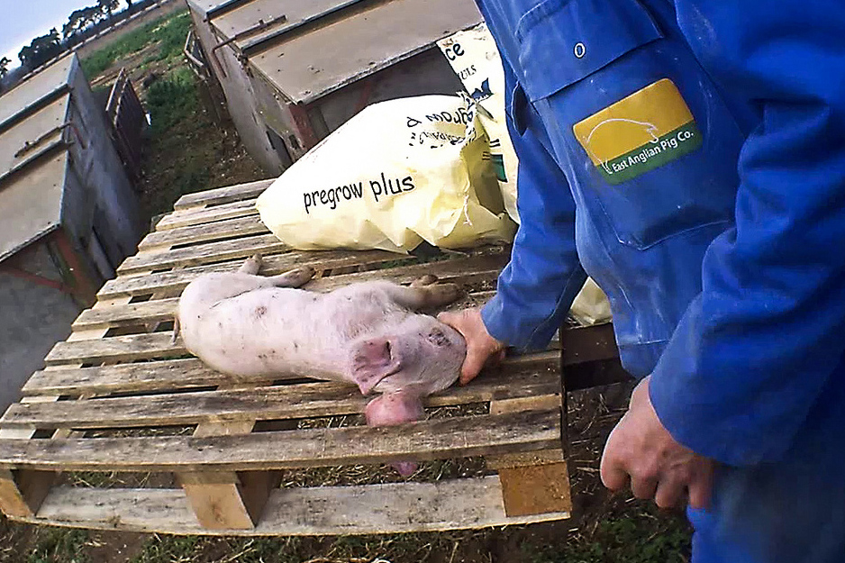 East Anglian Pig Company - Animal Equality