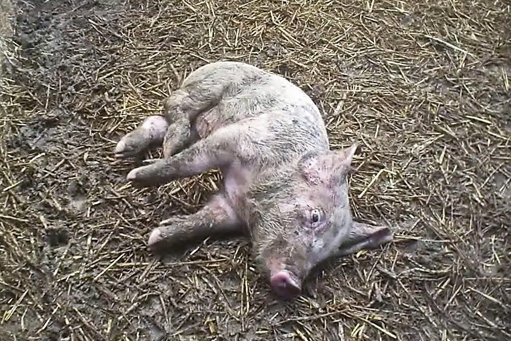 East Anglian Pig Company - Animal Equality