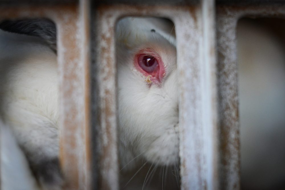 Rabbit Farm Investigation - Animal Equality