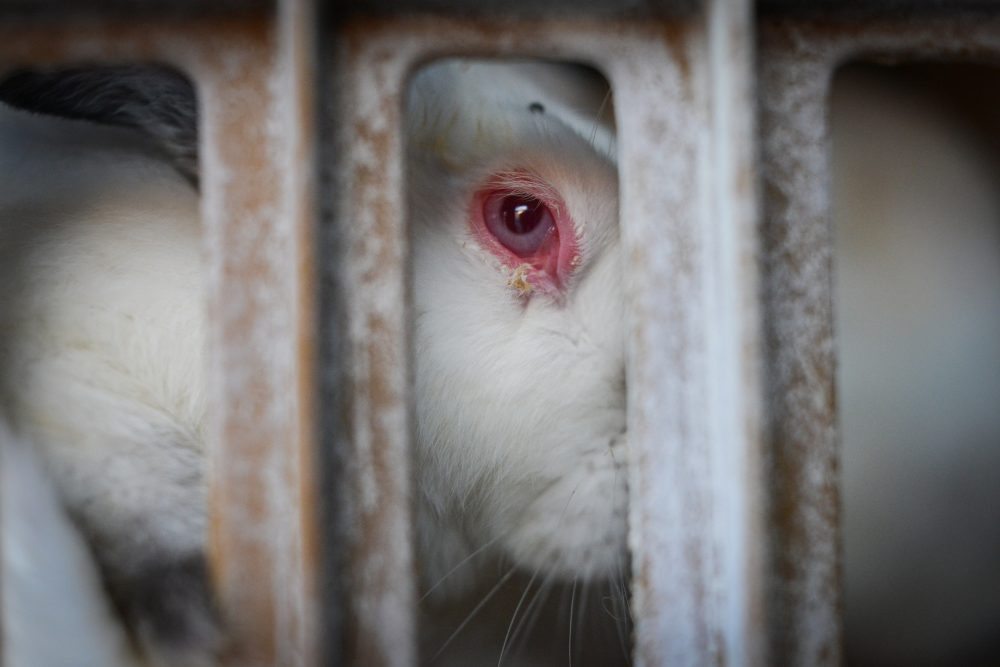 Rabbit Farm Investigation - Animal Equality