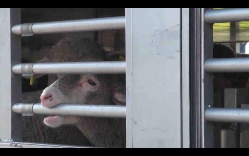 Terrified Lambs: Cruelty in Transport to Slaughter
