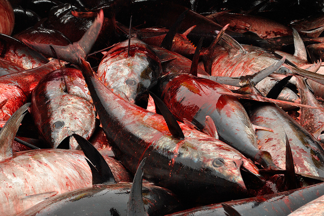 Dolphins Are Still Accidental Casualties of Tuna Fishing