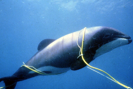 Dolphin trapped in fishing net