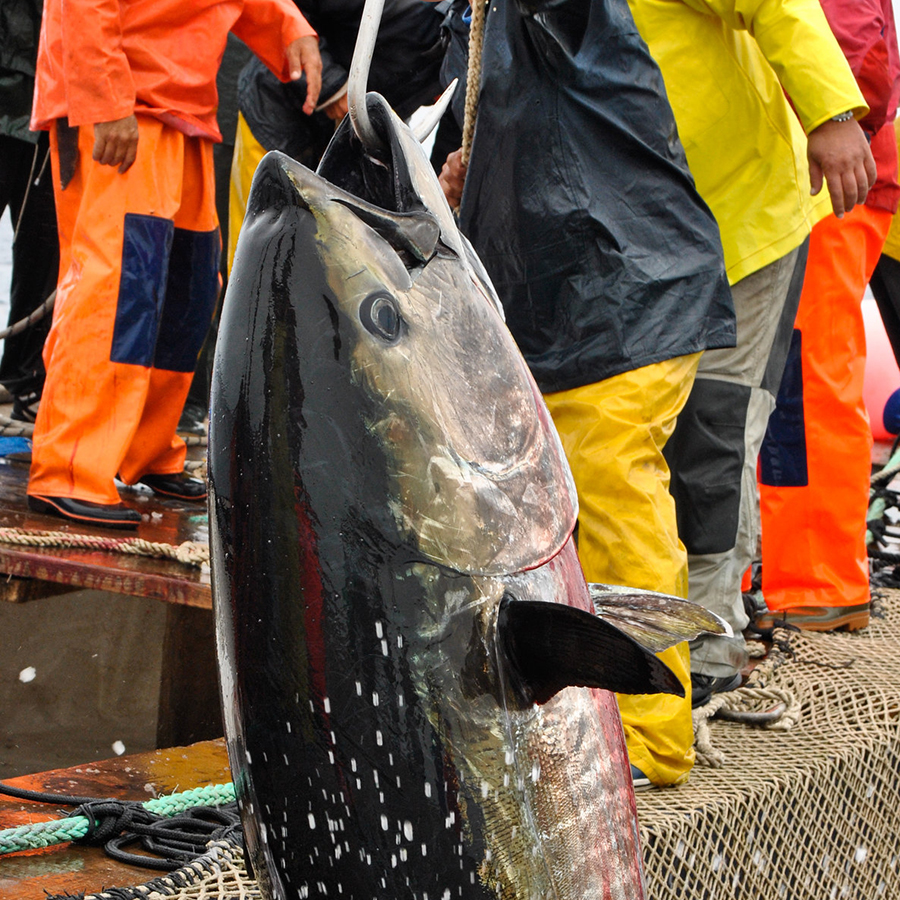 Dolphins Are Still Accidental Casualties of Tuna Fishing