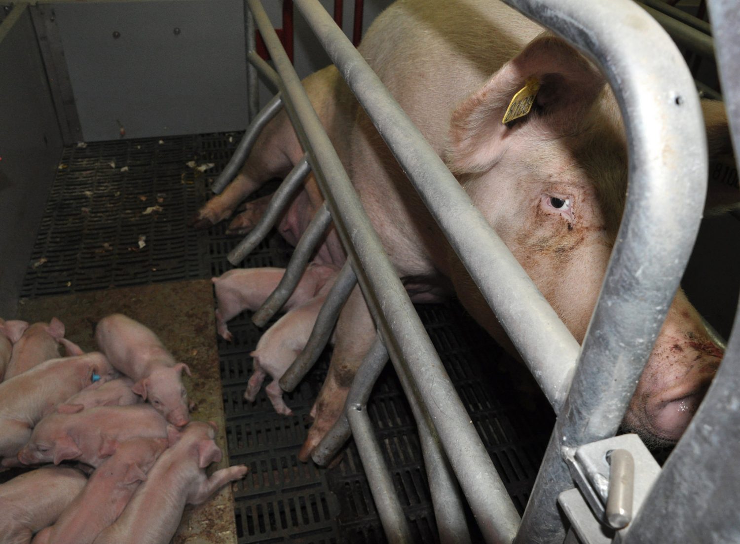 Squalor & Suffering on Award-Winning UK Pig Farms