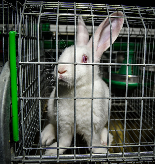 Rabbit farm cages best sale