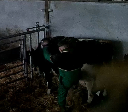 A farm working kicking a nursing cow on a farm in England