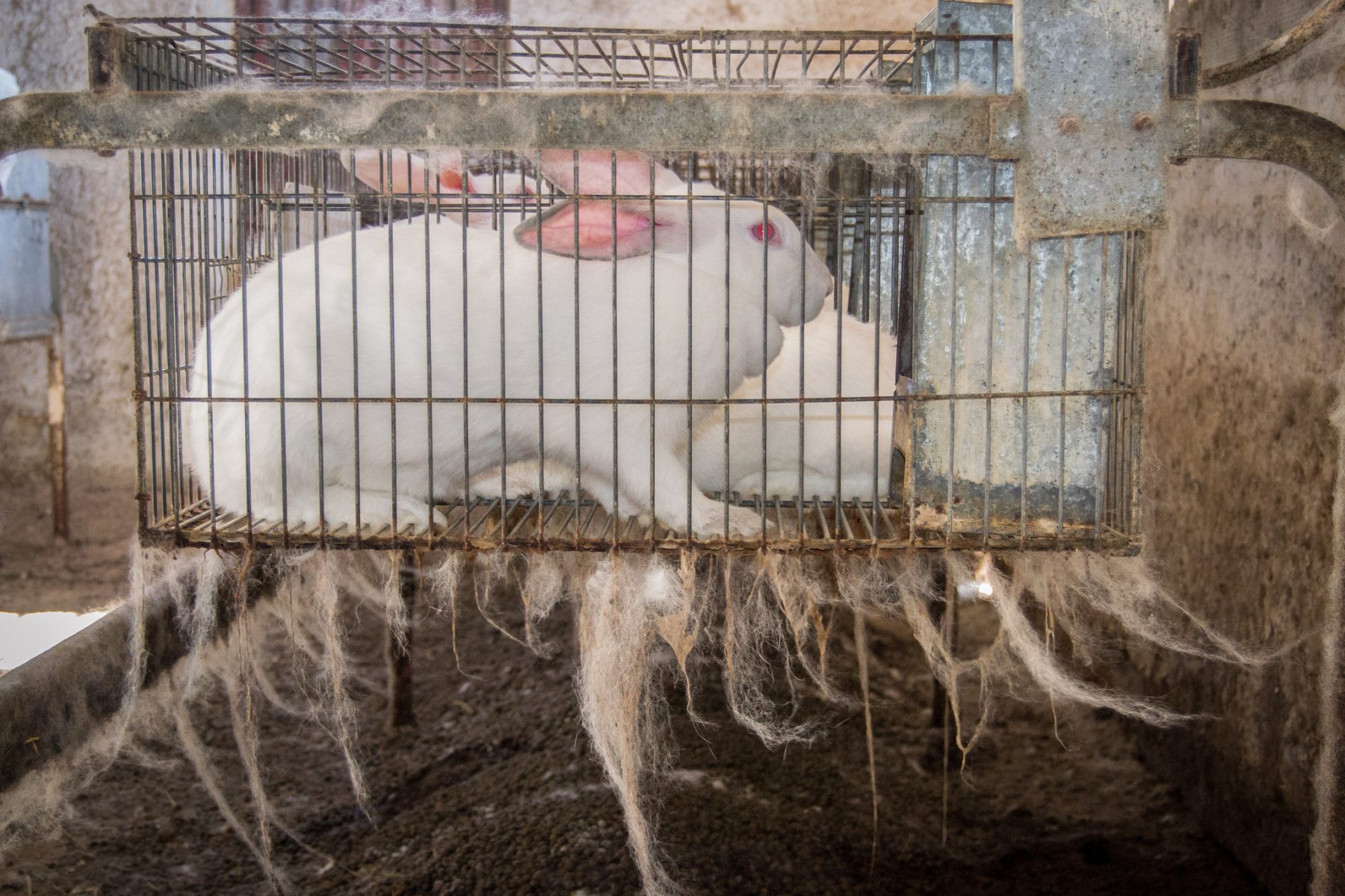Raising rabbits in cages could be about to end Animal Equality UK