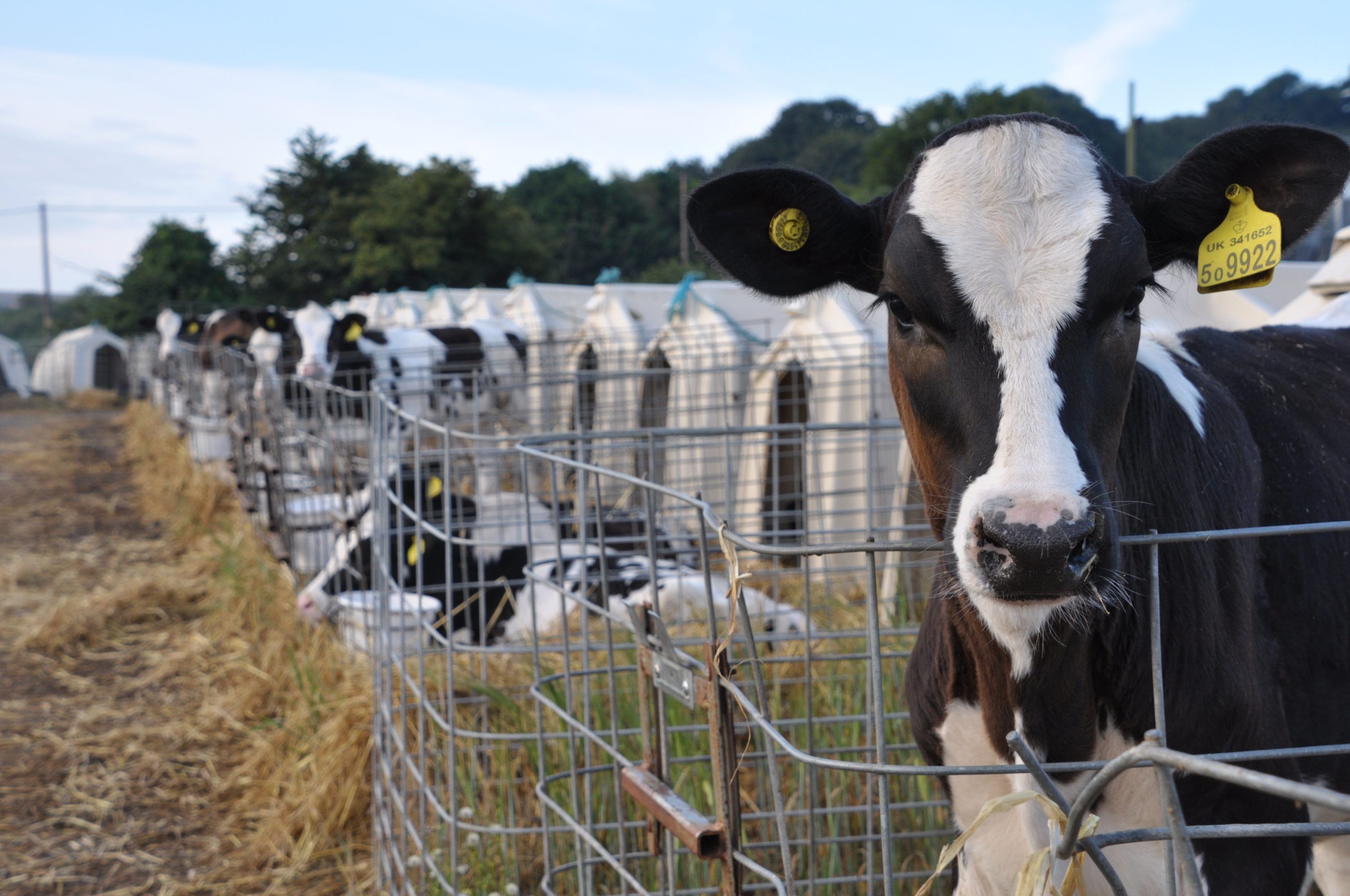 Cattle pens in a large cow farm, Stock Video