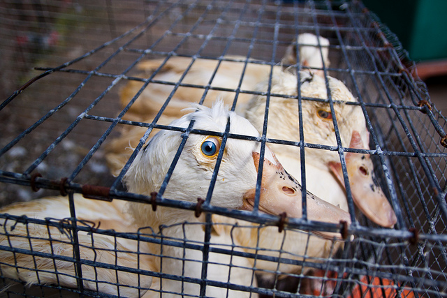 Foie Gras - Animal Equality