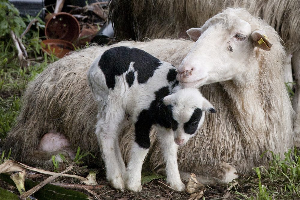 spain animal sentience