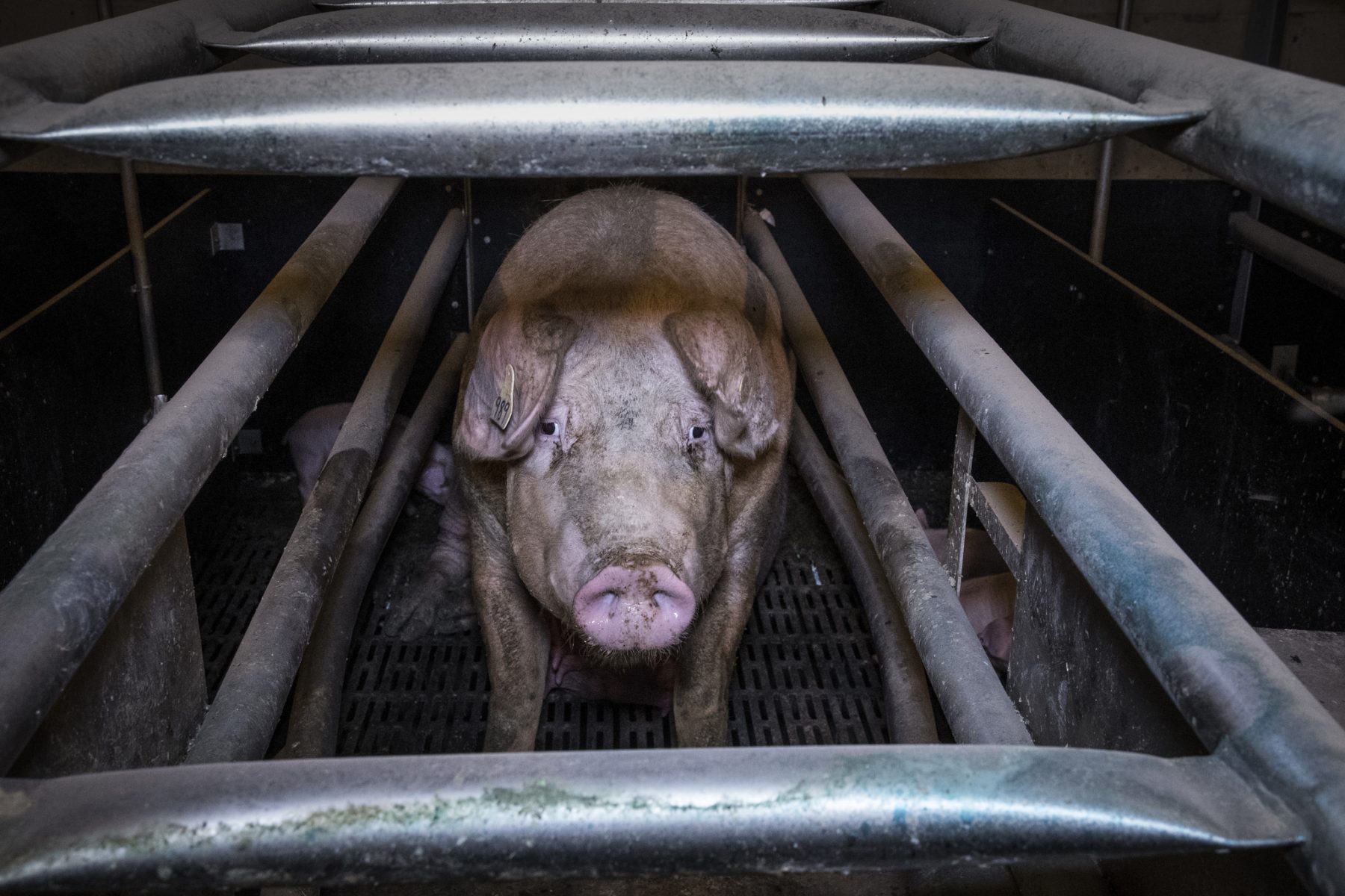 Pigs Caged, Mutilated & Left to Suffer on UK Farms