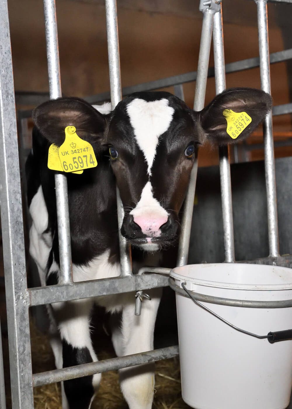 Dairy | Animal Equality UK