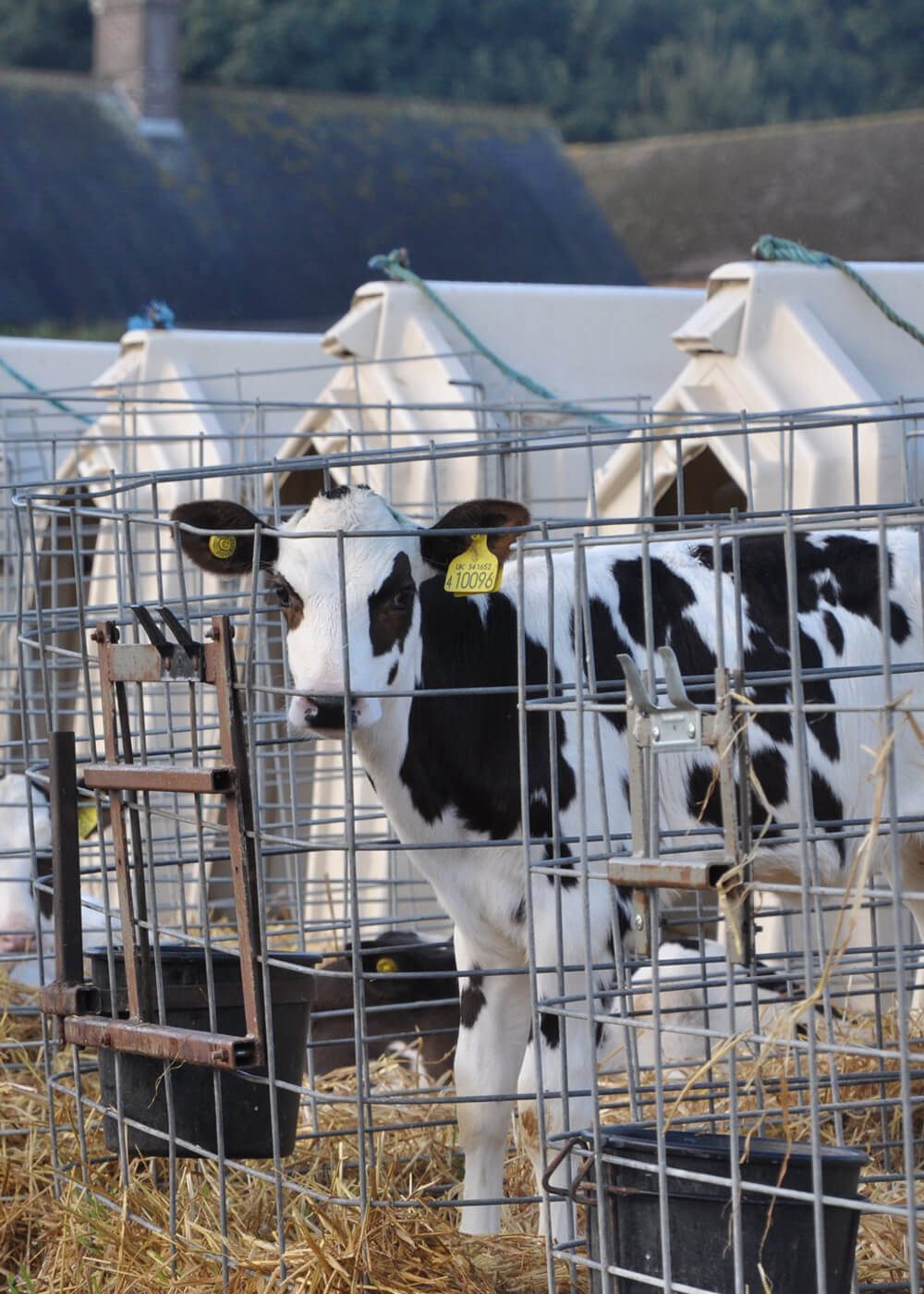 Dairy Animal Equality UK