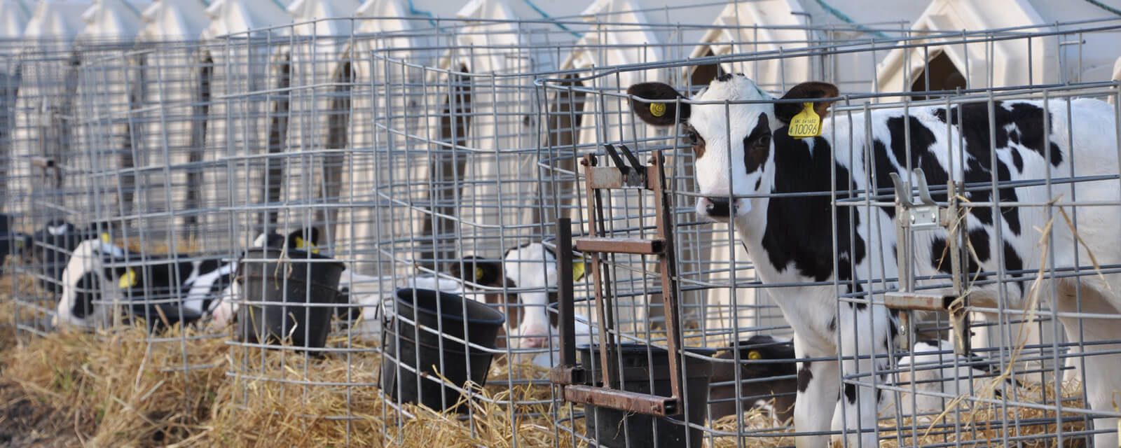 Dairy Animal Equality UK