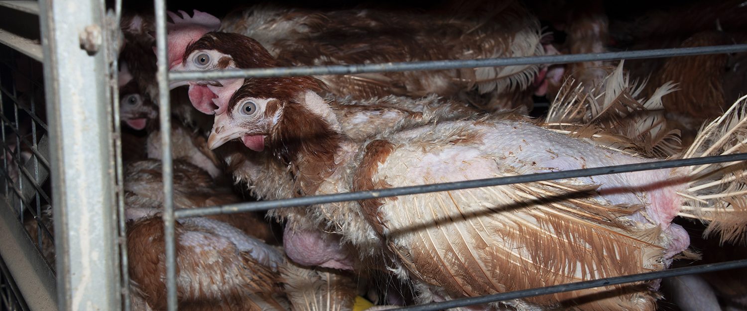 Eggs - Animal Equality