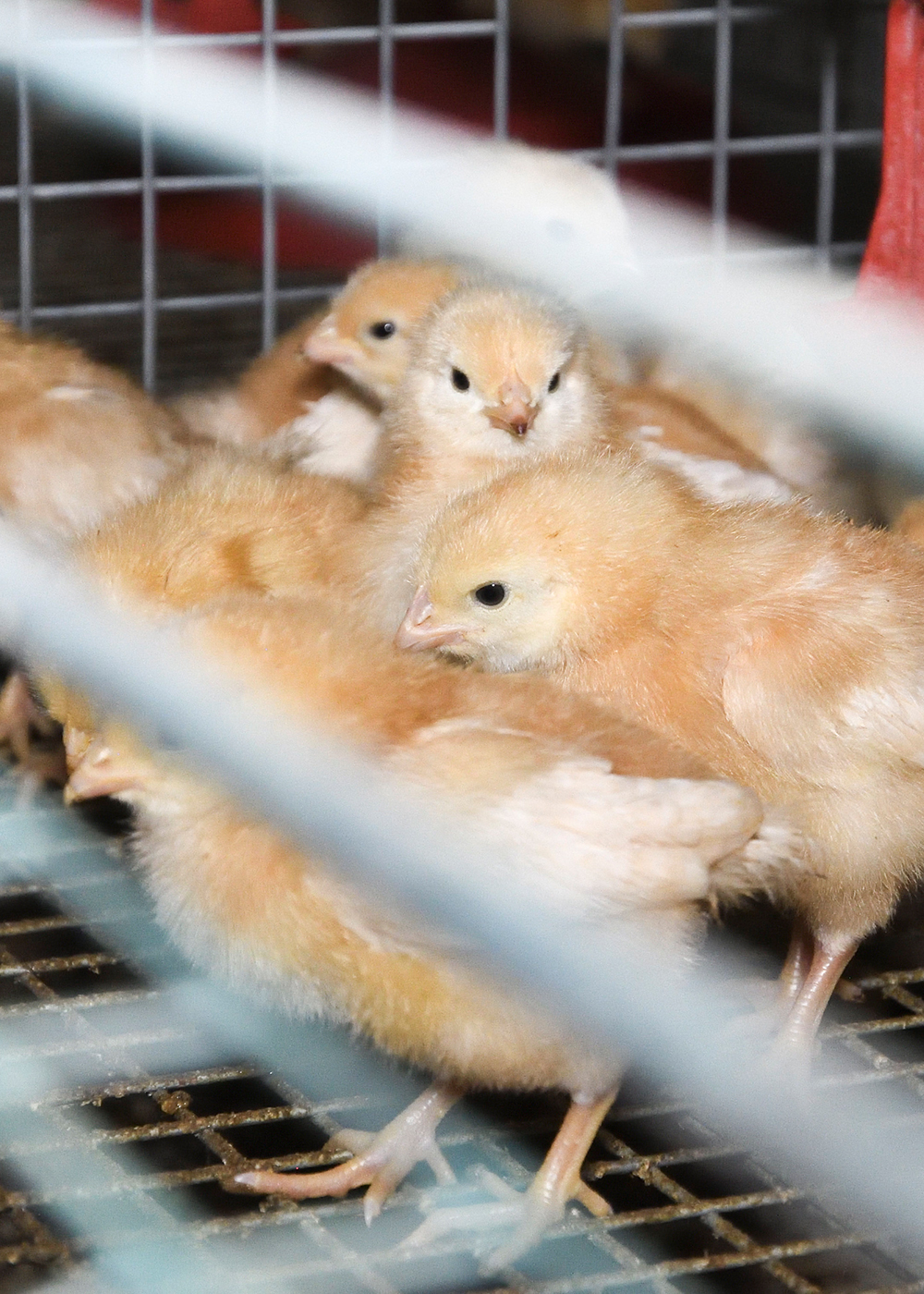 Chicks Cages On British Egg Farm