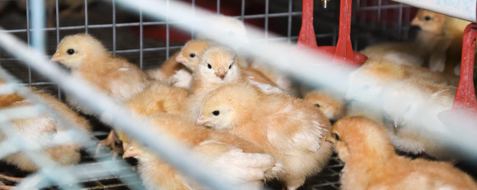 Chicks Cages On British Egg Farm