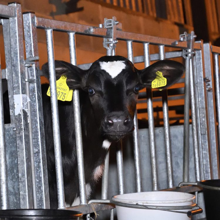 Dairy | Animal Equality UK