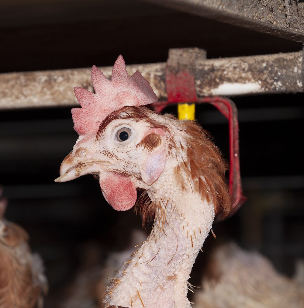 Caged Hen with Beak Mutilation - UK Egg Farm - Animal Equality