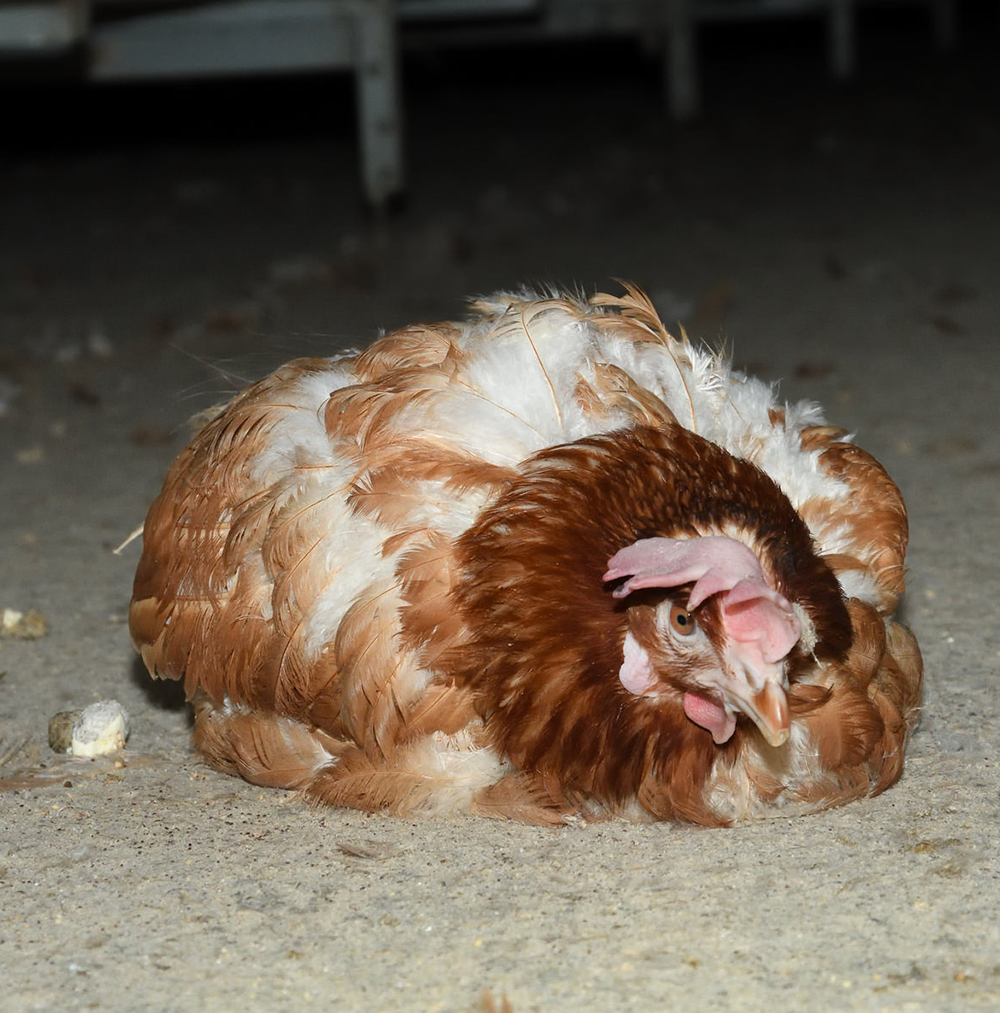 Noble Foods UK Egg Farm - Animal Equality