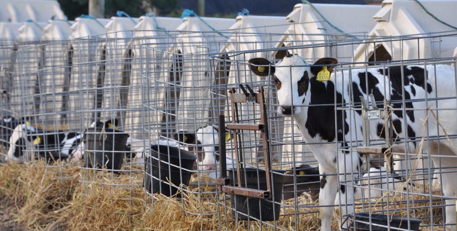 Calf in solitary confinement - UK Dairy Farm - Animal Equality