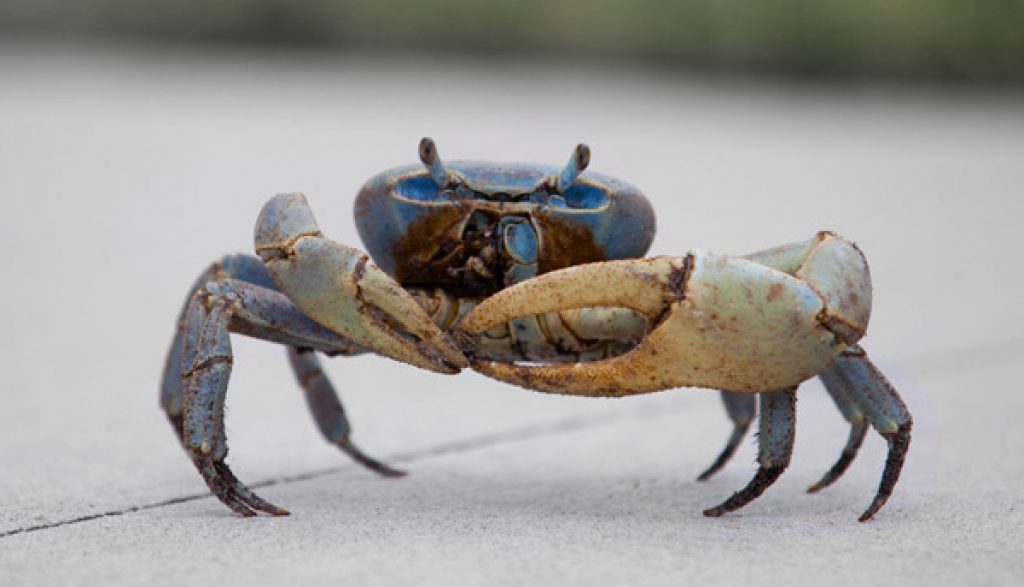 crab sentience