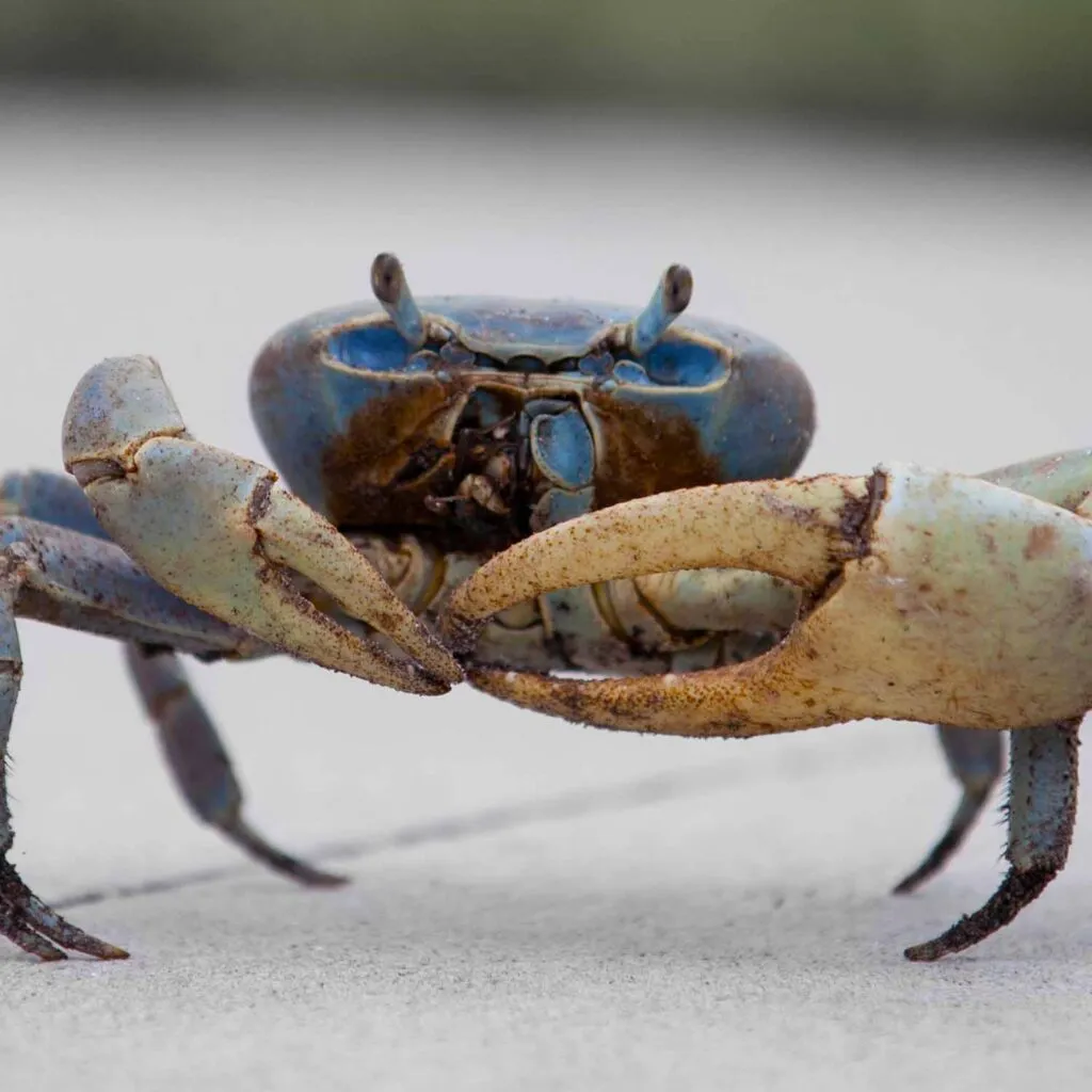 Land crab. Credit: Alex Barabas. CC BY-SA 3.0