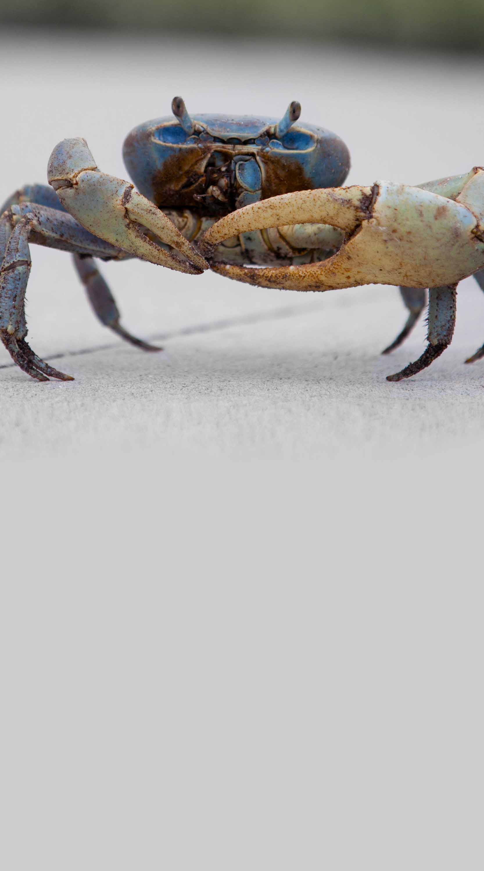 Land crab