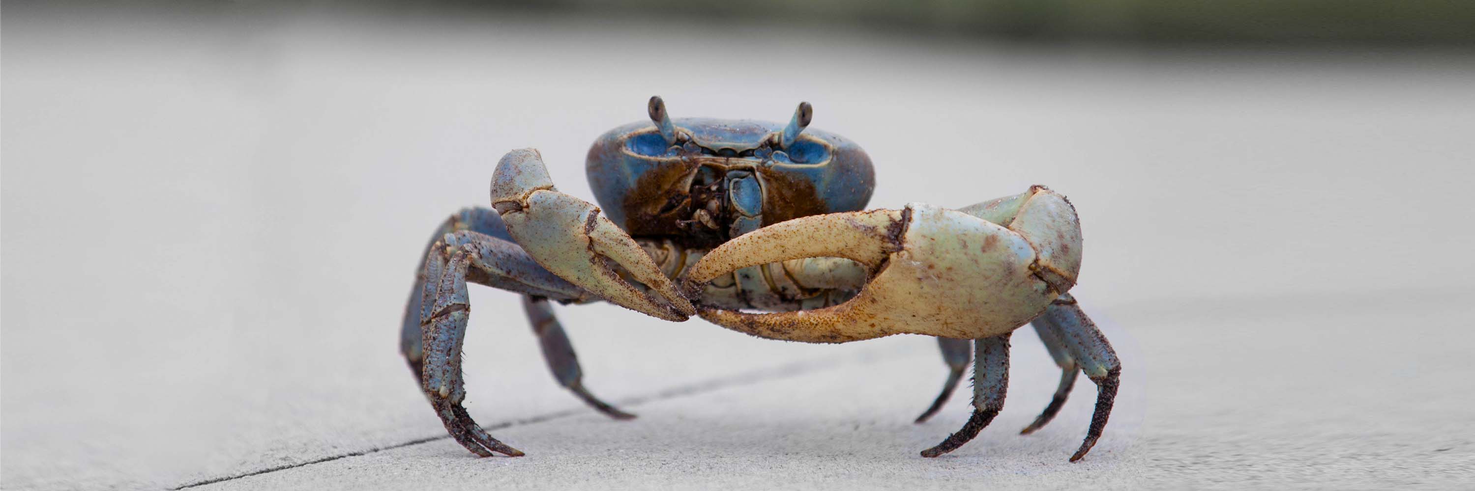 Land crab