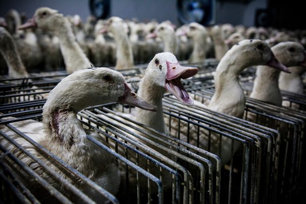 Foie Gras - Animal Equality