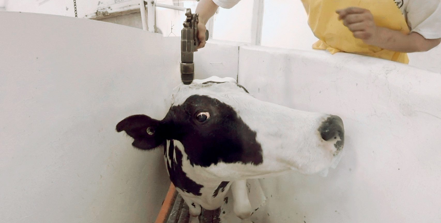 Dairy Farming Cruelty Uk