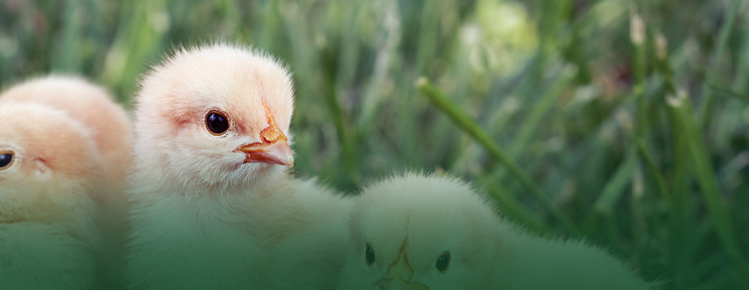 Chick