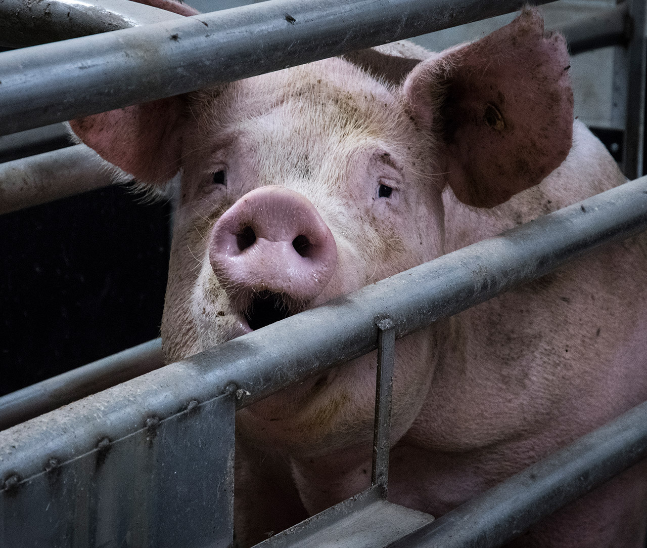 Caged Pig on UK Factory Farm
