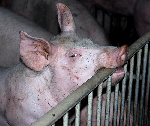 timeline_500x420_campofrio_pig_farm_2008_spain