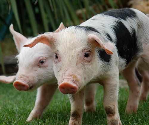 timeline_500x420_open_rescue_6_piglets_2007_spain