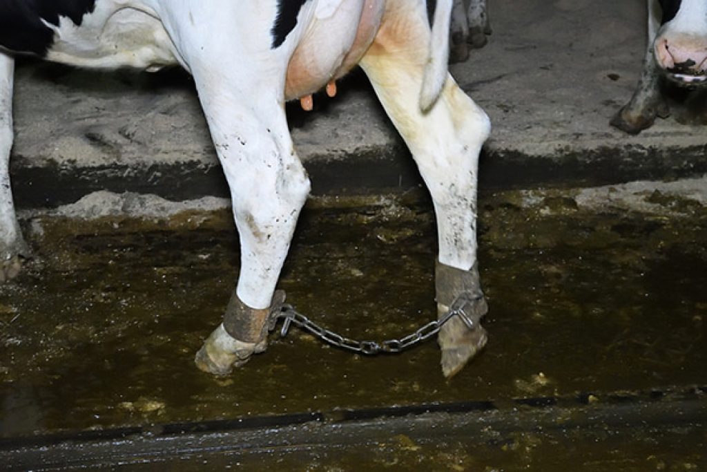 Cow in a dairy farm with shackles on her ankles 