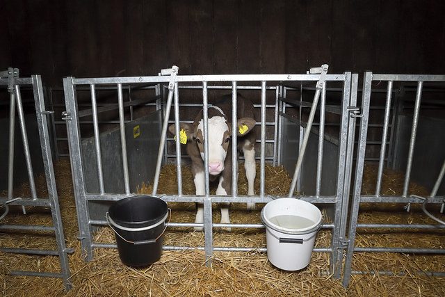 Coombe Farm Organic Dairy - Animal Equality