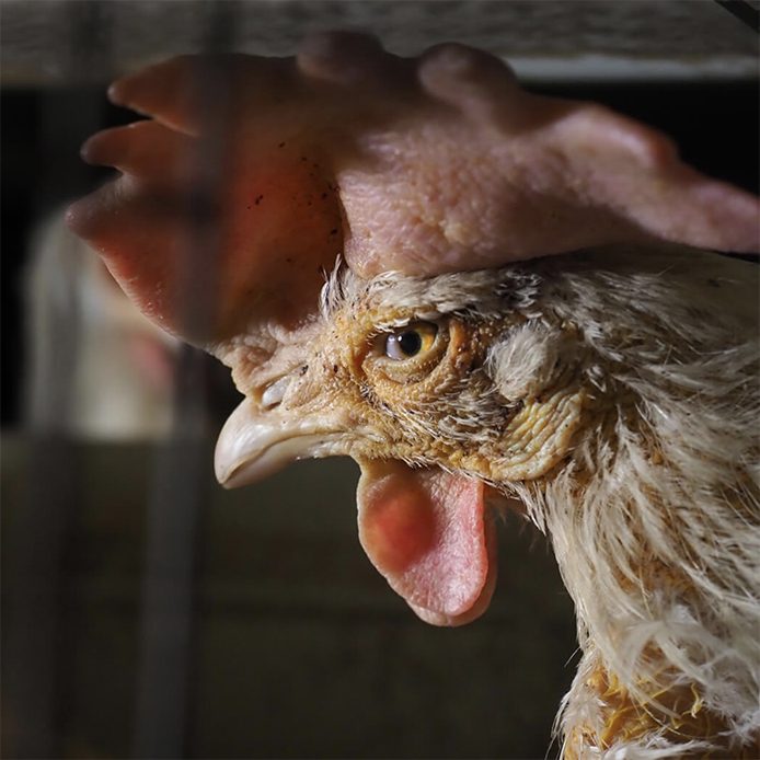 Disturbing scenes uncovered on Italian egg farm