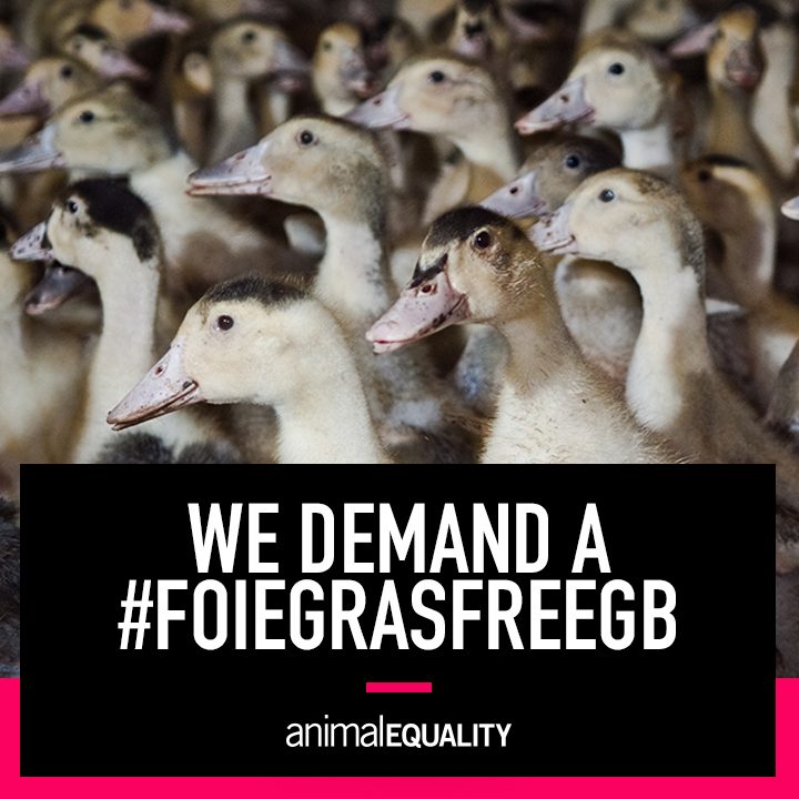 Thandie Newton and Dev Patel join 100,000 Brits calling for a #FoieGrasFreeGB