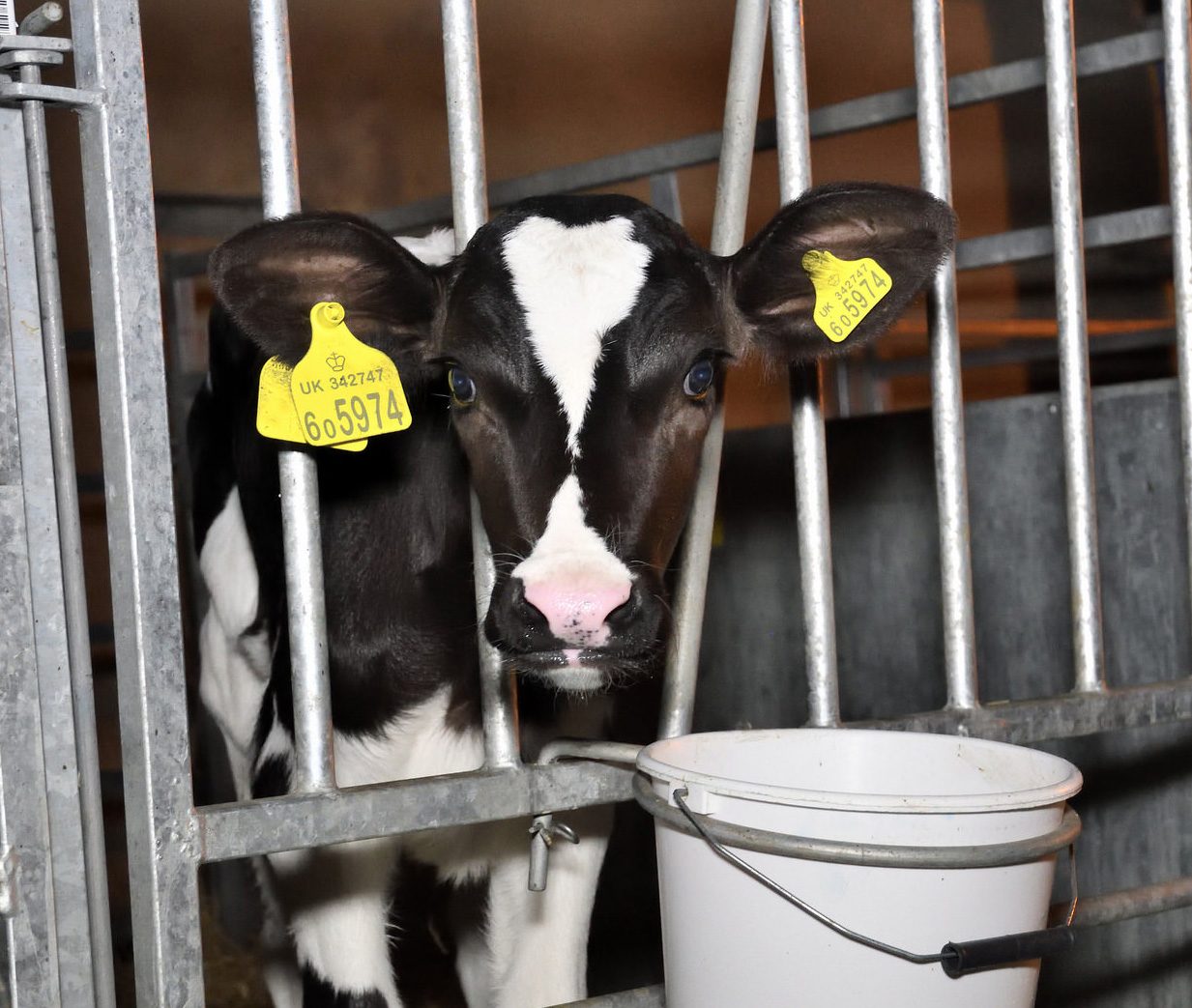 Coombe Farm Organic Dairy Investigation - Animal Equality