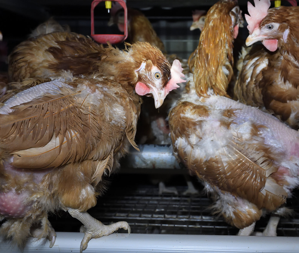 Caged Hens - UK Egg Farm - Animal Equality