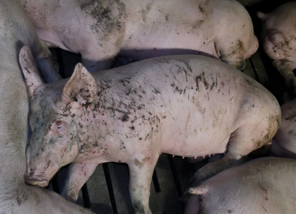 Fir Tree Pig Farm - Animal Equality