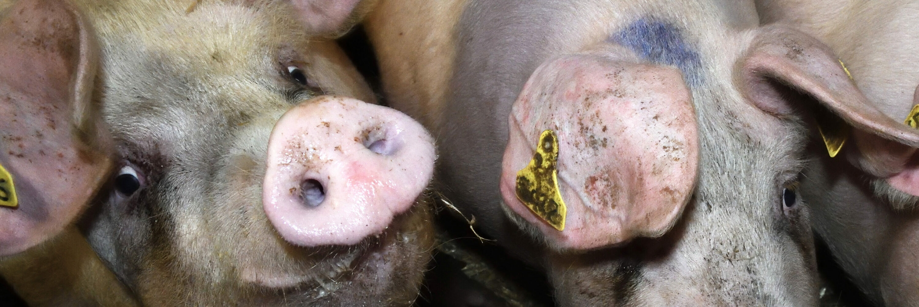 Fir Tree Pig Farm - Animal Equality