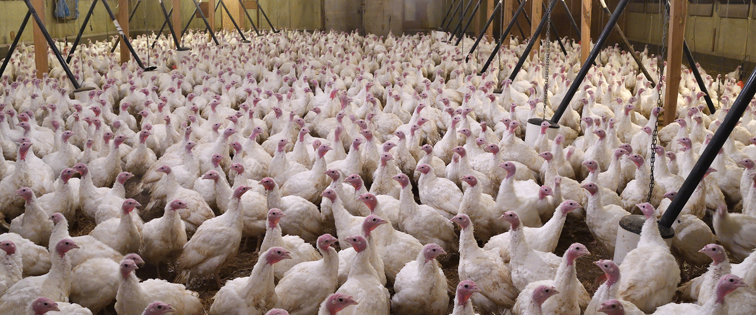 English Rose Turkeys at Grove Smith Turkeys Ltd Farm in Essex