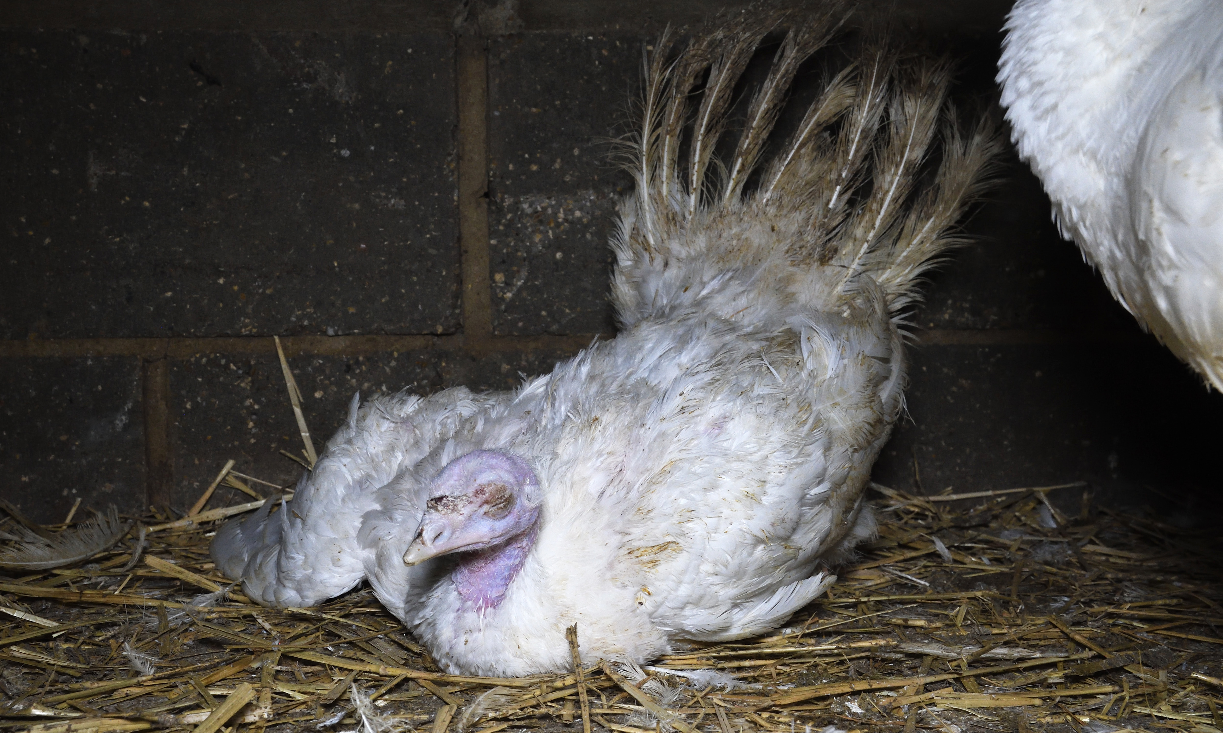 English Rose Turkeys at Grove Smith Turkeys Ltd Farm in Essex