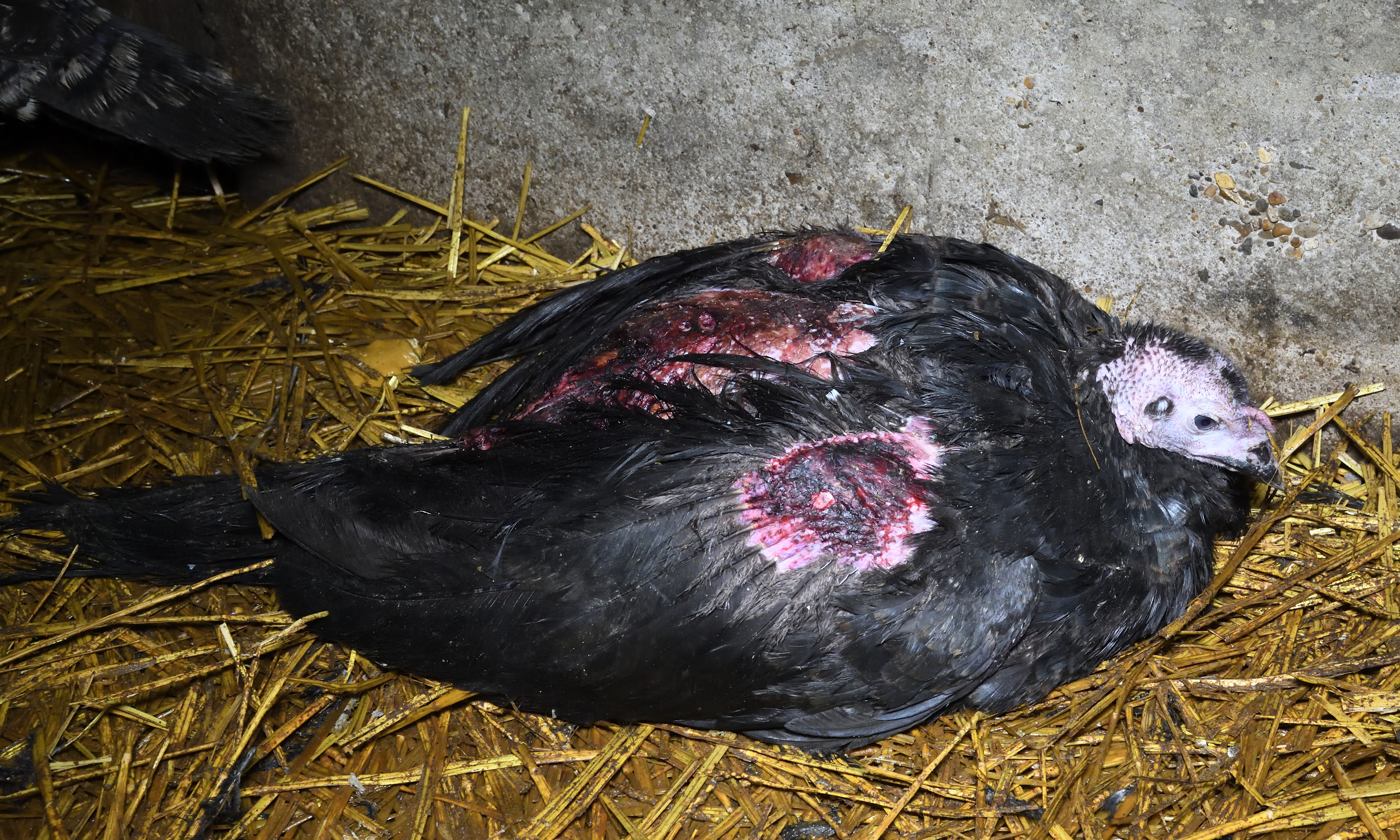 English Rose Turkeys at Grove Smith Turkeys Ltd Farm in Essex